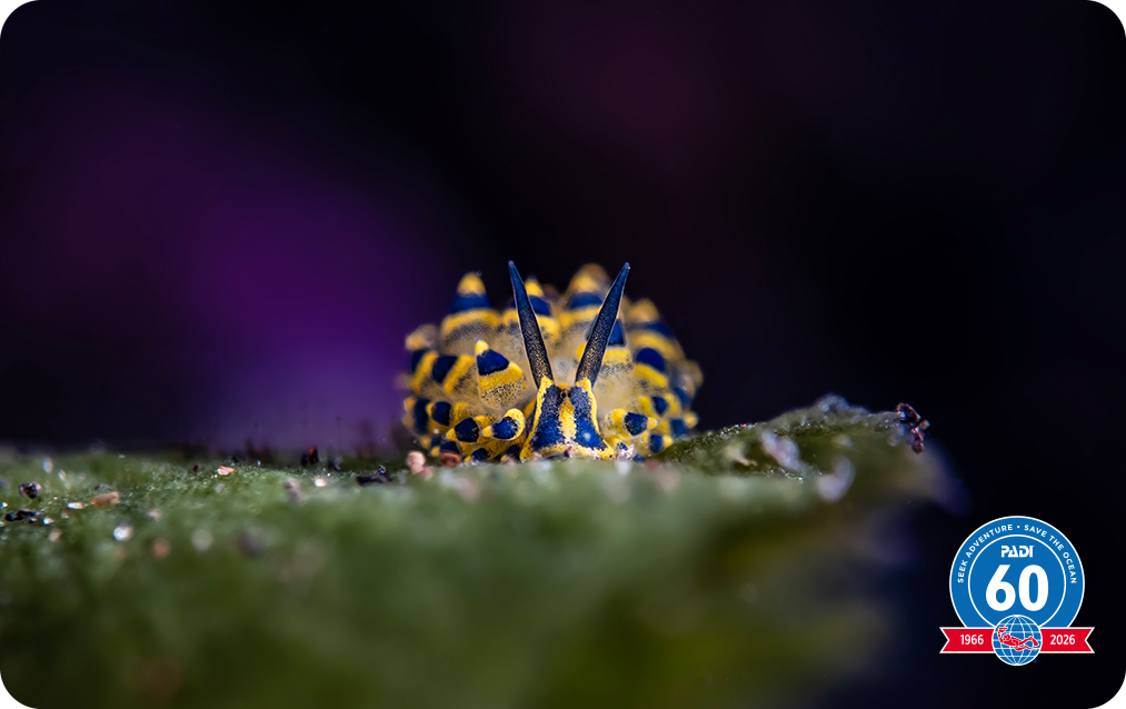 padi certification card with nudibranch on