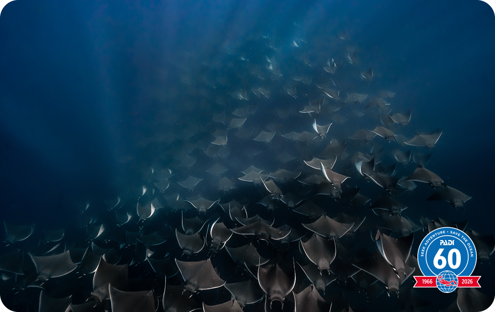 motion of the ocean certification card