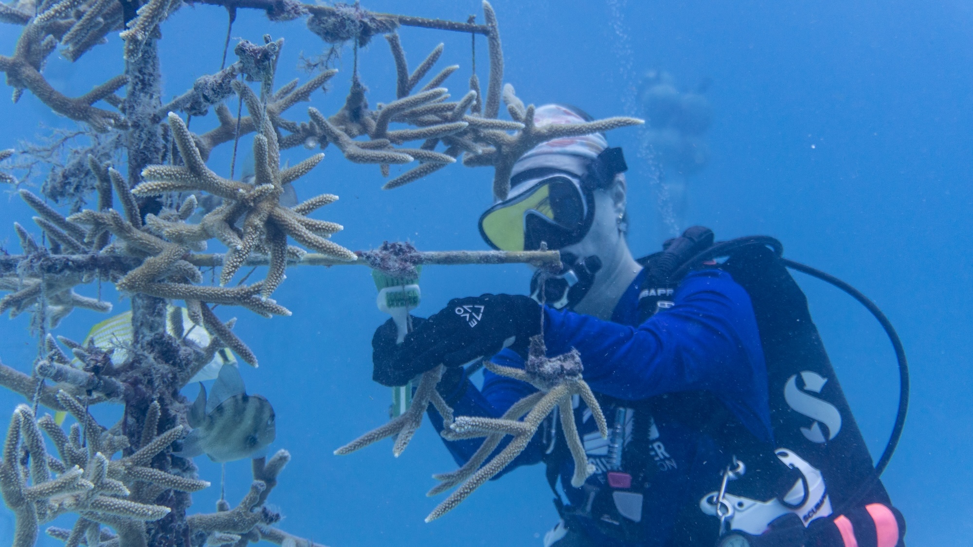 diver cleaning a coral nursery. Image courtesy of Coralpalooza.