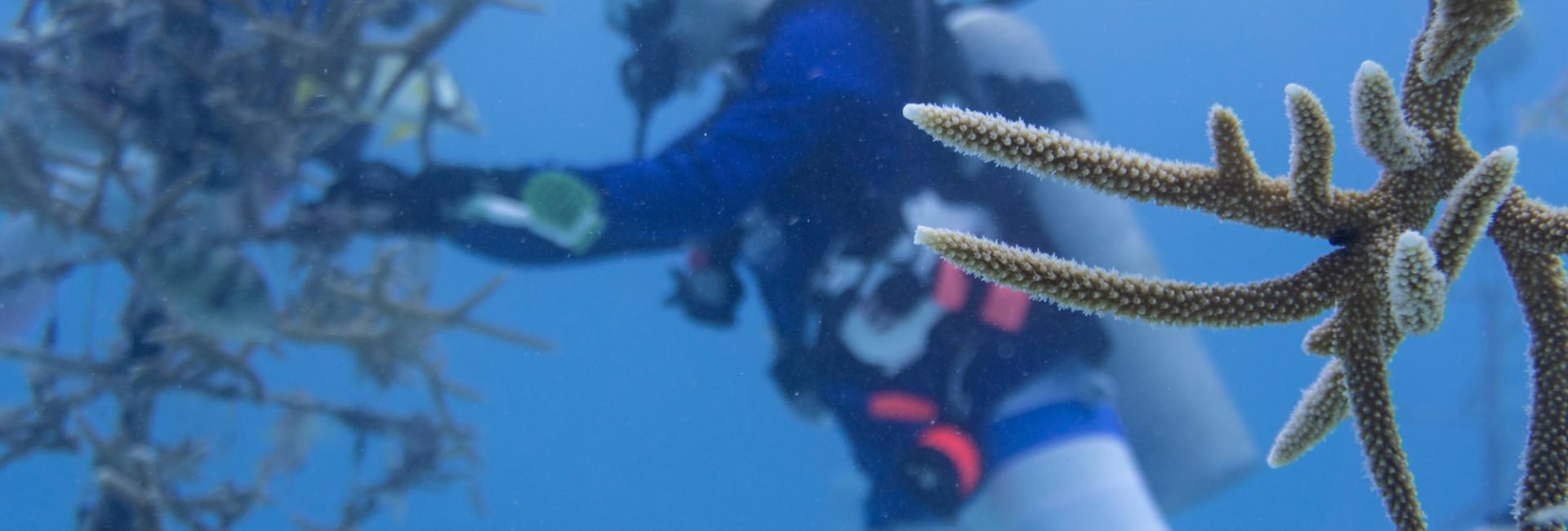 Coralpalooza: An Annual Reminder That We All Can Make a Difference