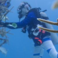 diver cleaning a coral nursery