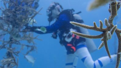 diver cleaning a coral nursery