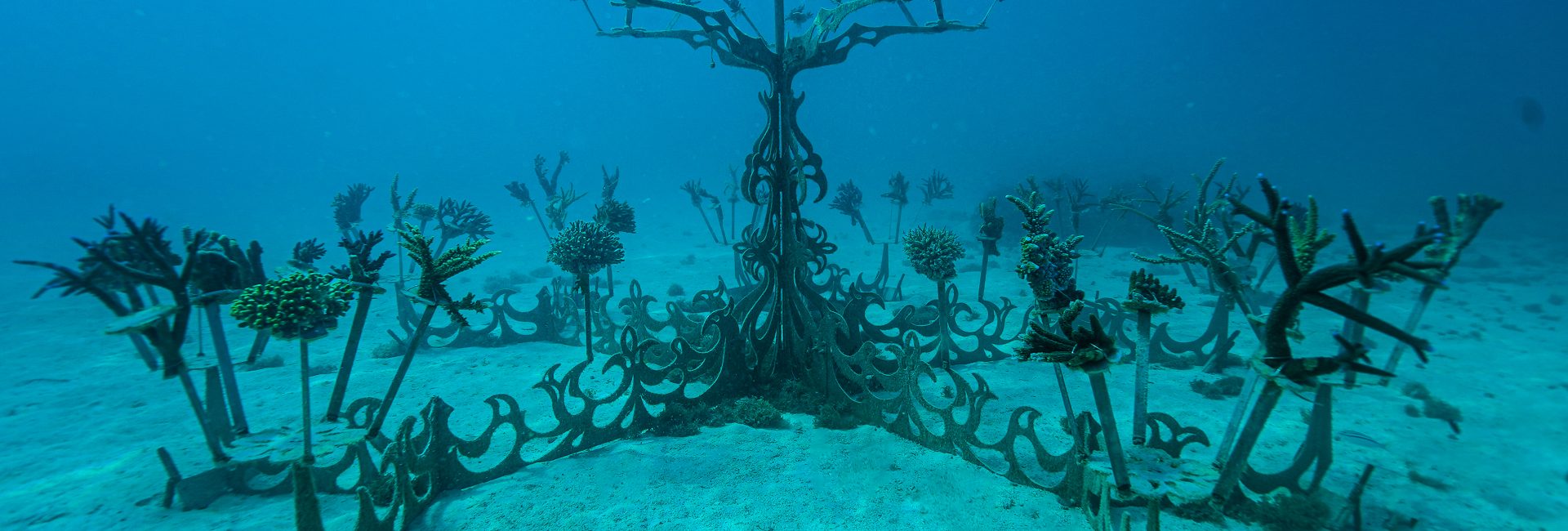 How Counting Coral Is Helping Restore Fiji’s Underwater World — and How Divers Can Be Part of the Solution