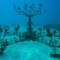 Artificial coral tree on a sandy bottom for Counting Corals restoration project in Fiji