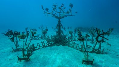 Artificial coral tree on a sandy bottom for Counting Corals restoration project in Fiji