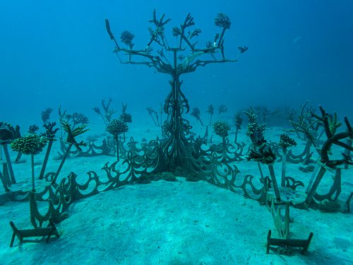 Artificial coral tree on a sandy bottom for Counting Corals restoration project in Fiji