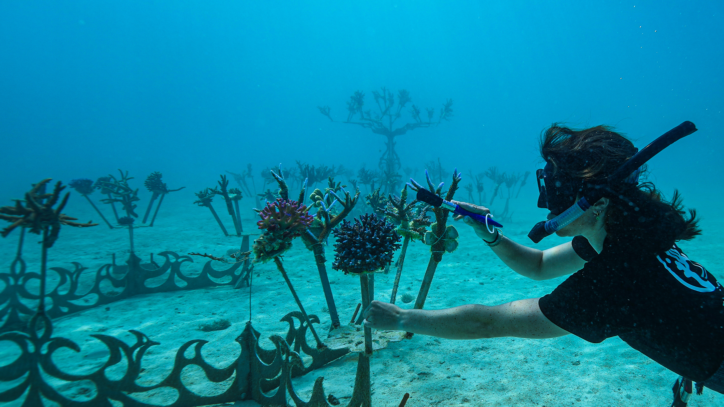 Freediver attaching coral to an artificial coral tree on a sandy bottom for Counting Corals restoration project in Fiji