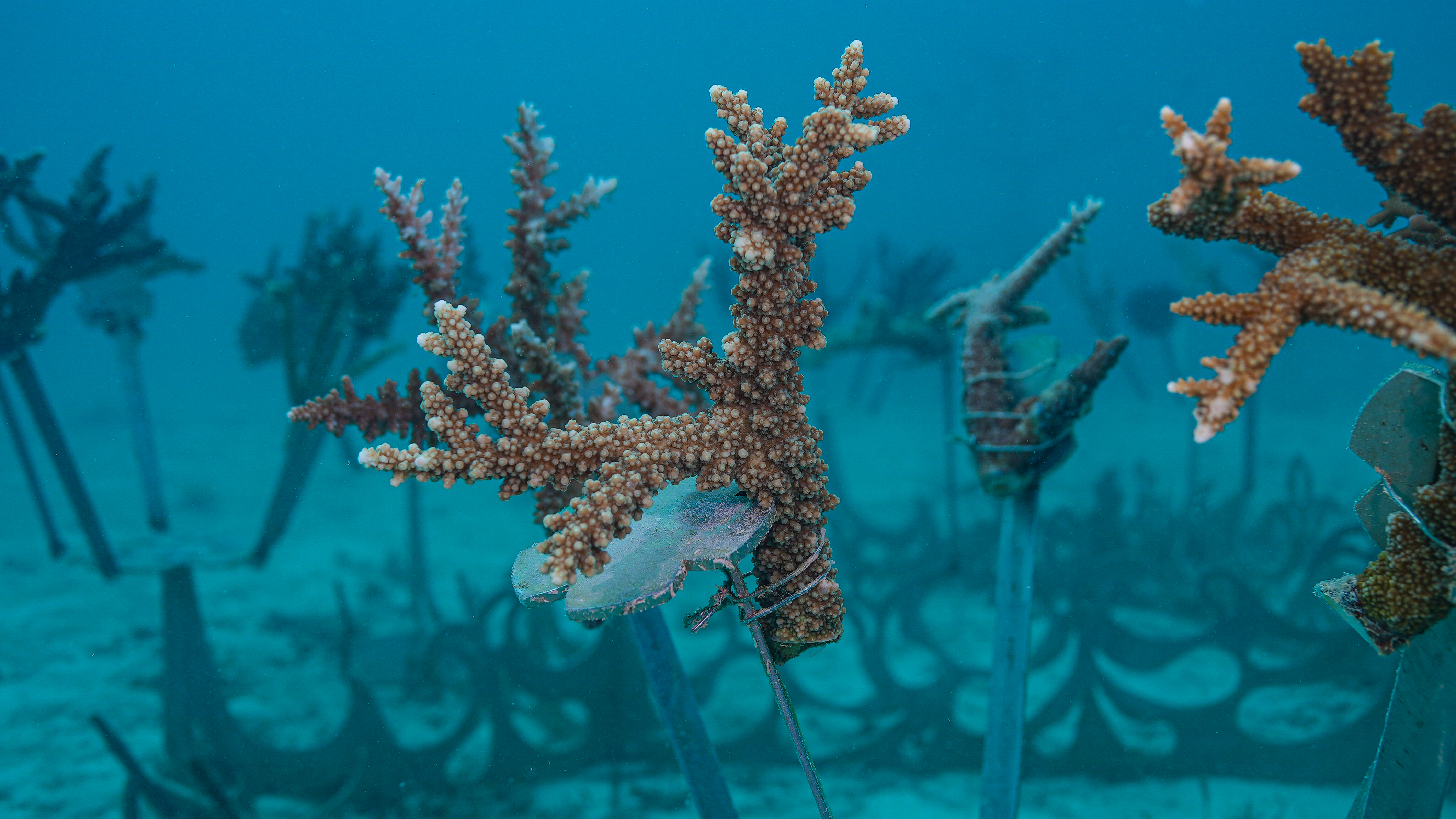Coral fragments attached to an artificial coral tree on a sandy bottom for Counting Corals restoration project in Fiji