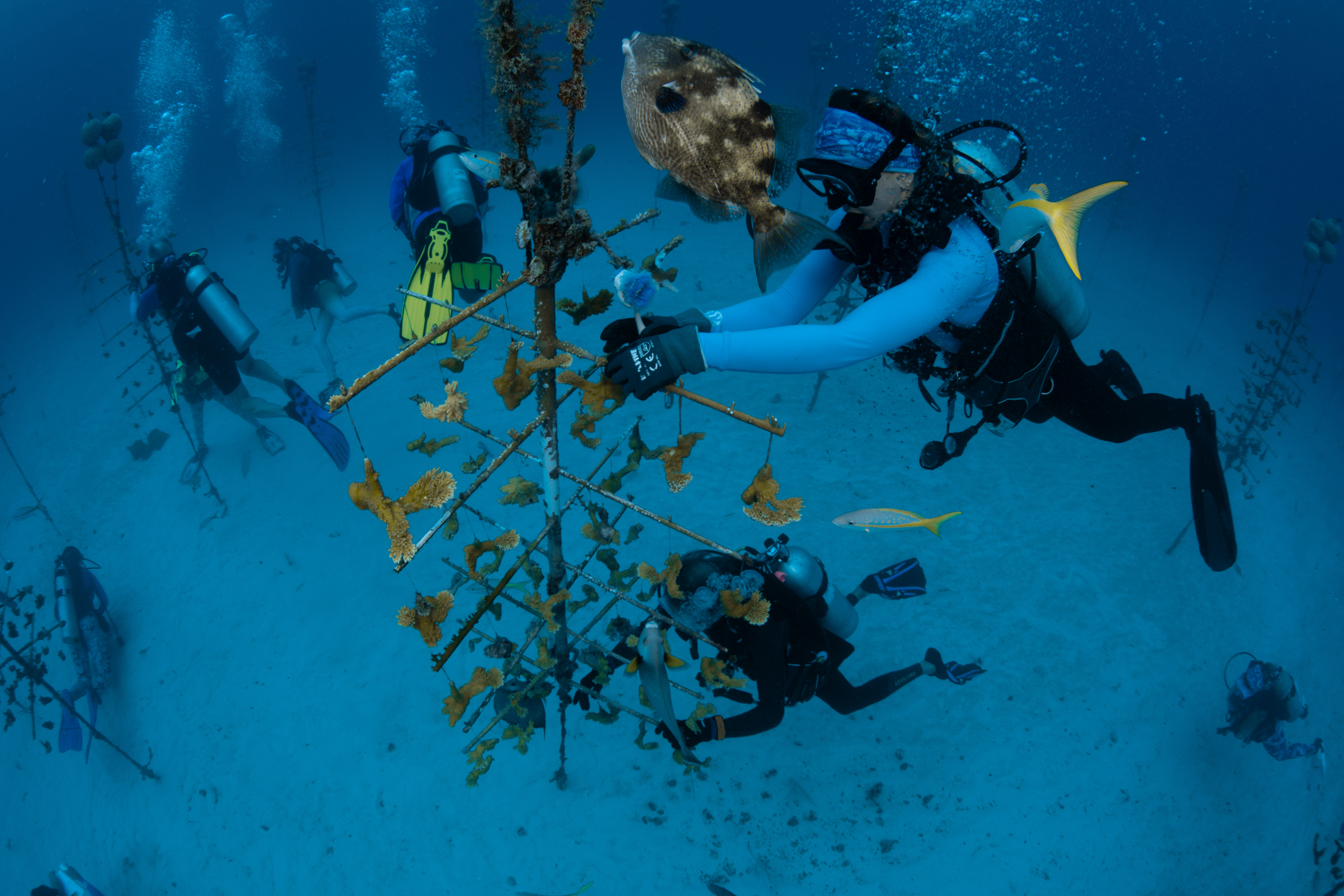 divers cleaning coral trees underwater. Image courtesy of coralpalooza