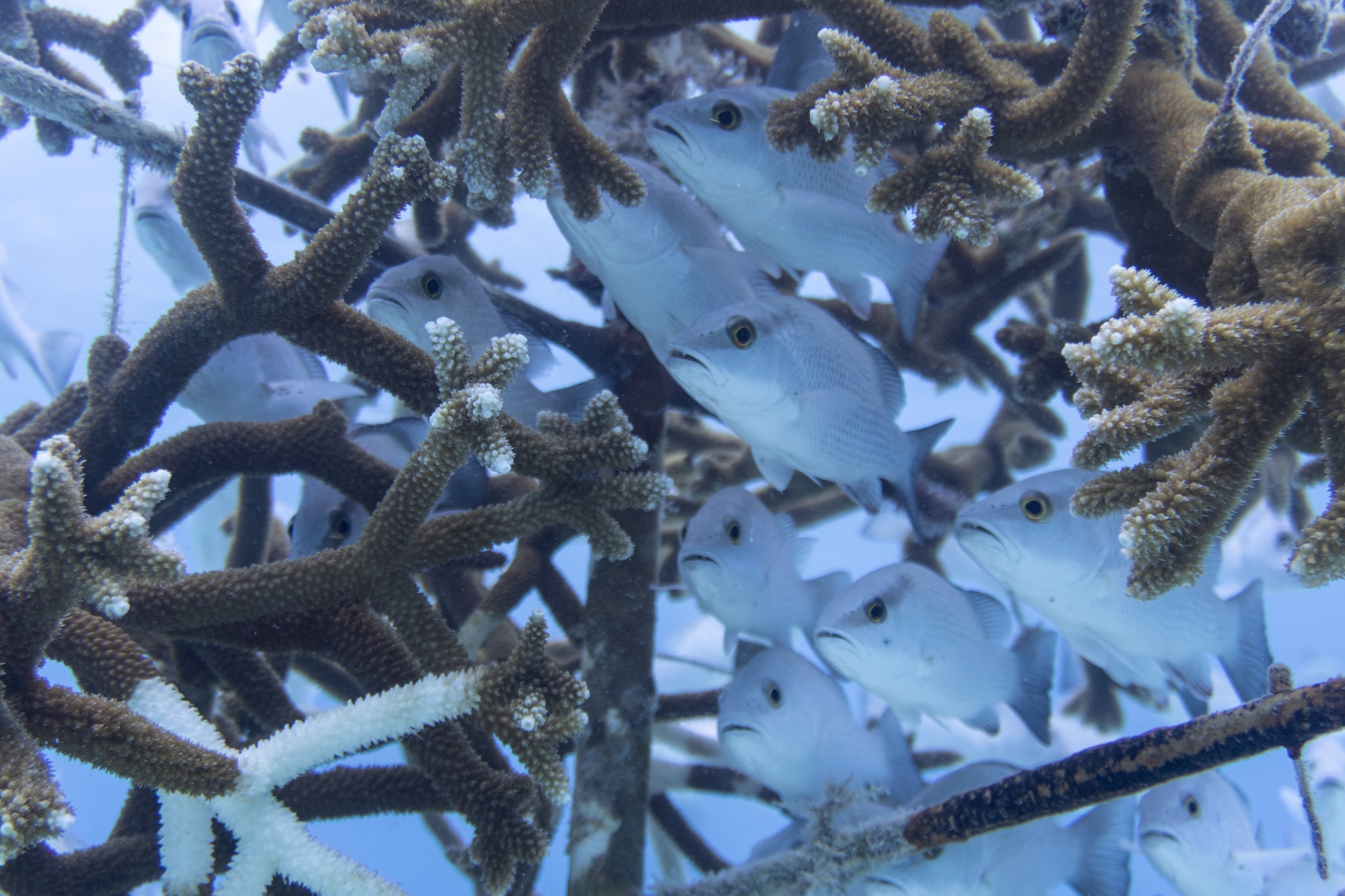 fish and corals. Image courtesy of Coralpalooza
