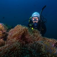 Scuba diver observing anemones at a dive site.