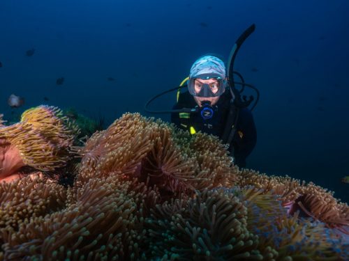 Scuba diver observing anemones at a dive site.
