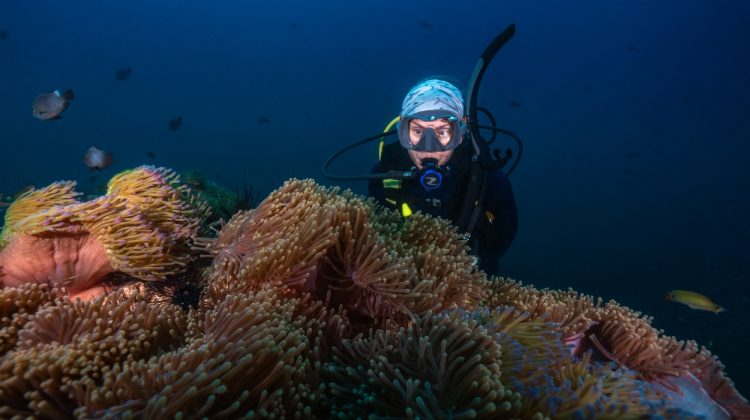Scuba diver observing anemones at a dive site.