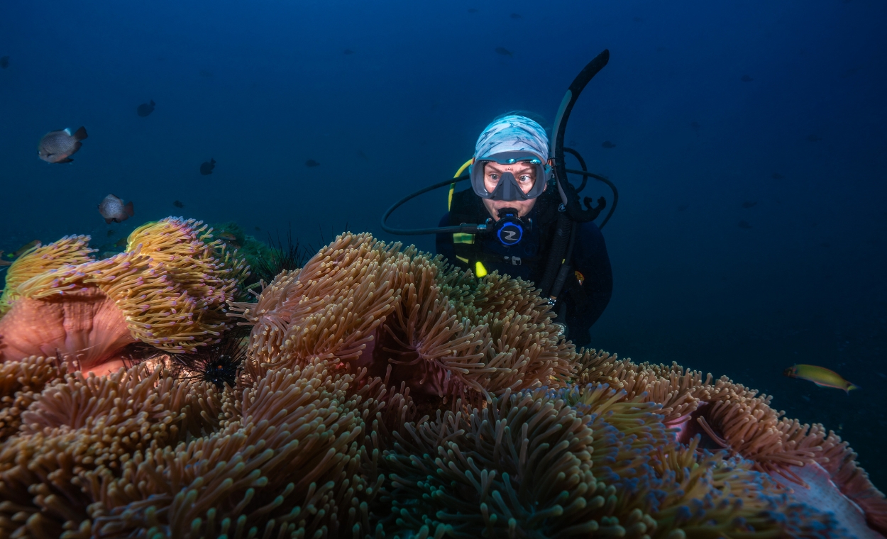 Scuba diver observing anemones at a dive site.