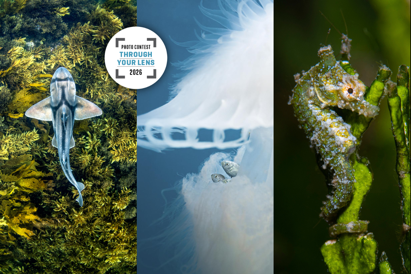 Banner for the Scuba Diving Magazine photo contest showing a shark, a seahorse and some fish inside a jellyfish