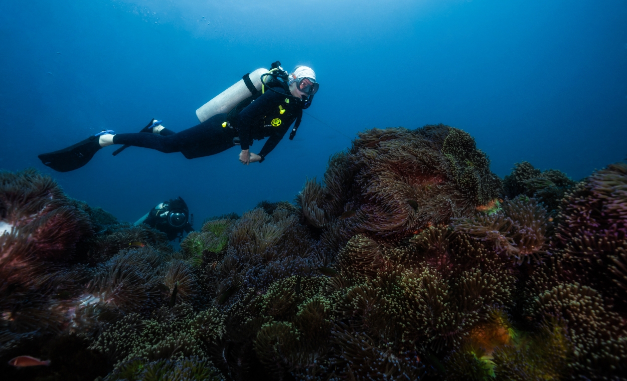 Scuba diver exploring pinnacle, diving over anemones.