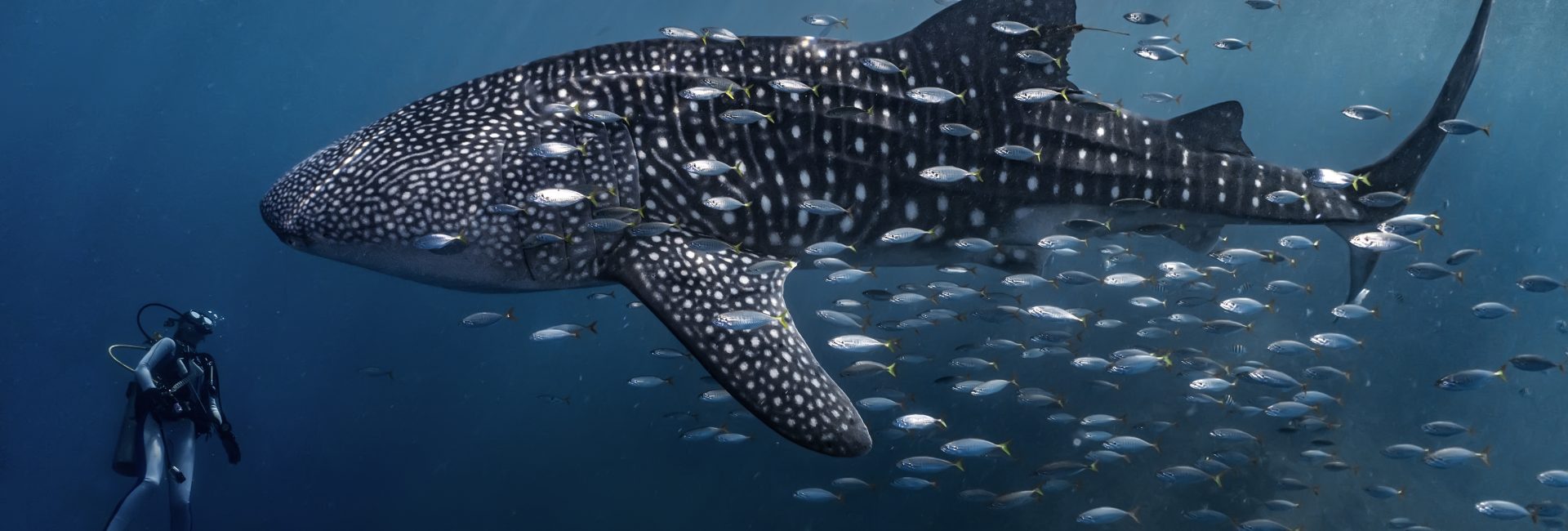 Enter Your Images in Scuba Diving Magazine’s 2026 Through Your Lens Photo Contest!