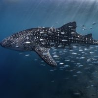 A diver comes face to face with a whale shark in one of the previous winners of the Scuba Diving magazine Through Your Lens Photo Contest
