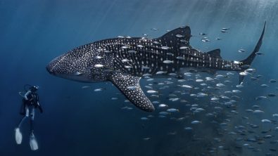 A diver comes face to face with a whale shark in one of the previous winners of the Scuba Diving magazine Through Your Lens Photo Contest