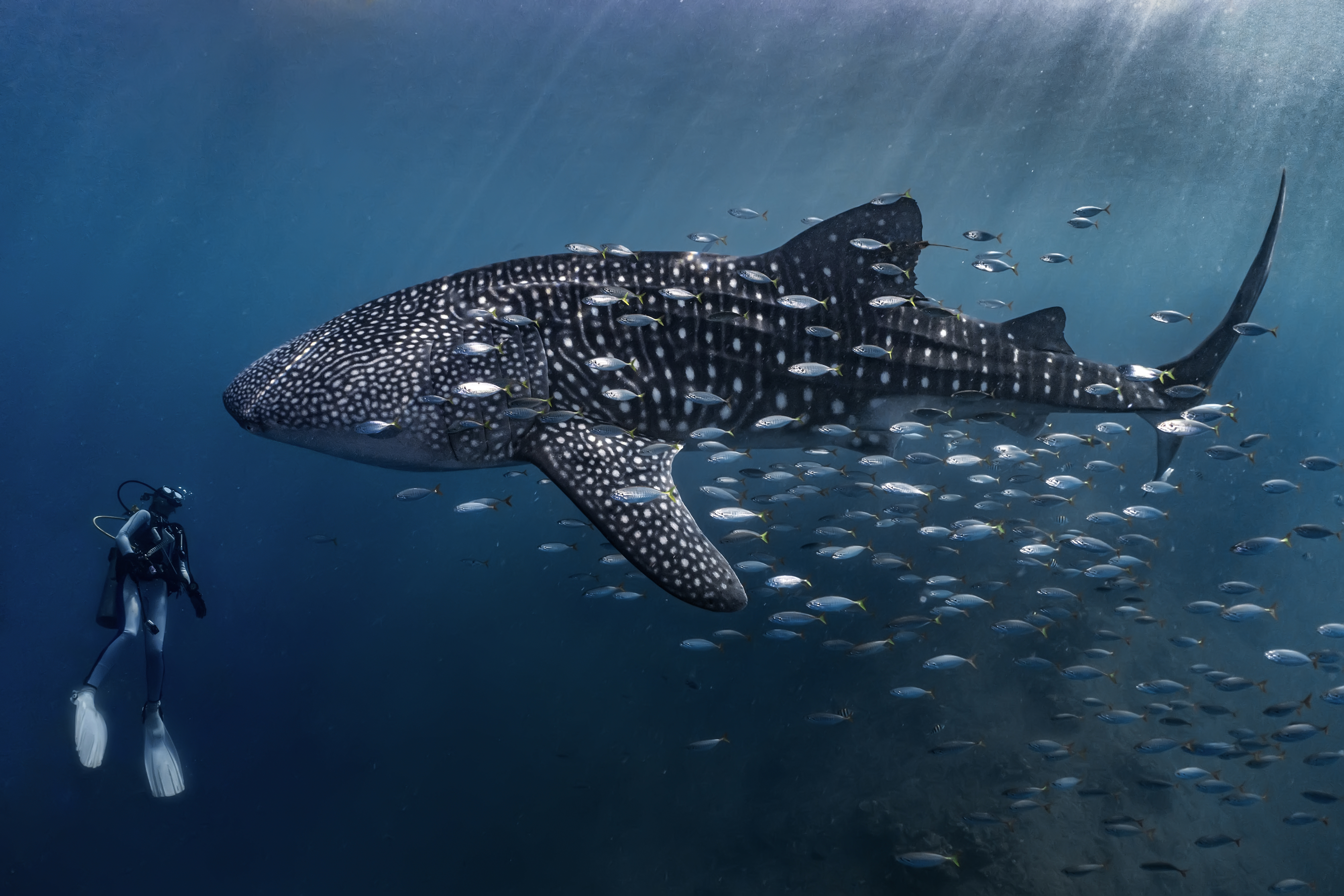 A diver comes face to face with a whale shark in one of the previous winners of the Scuba Diving magazine Through Your Lens Photo Contest