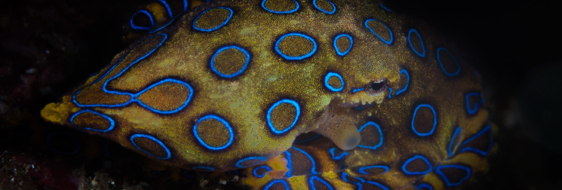 Venomous or Poisonous? Test Your Marine Life Knowledge