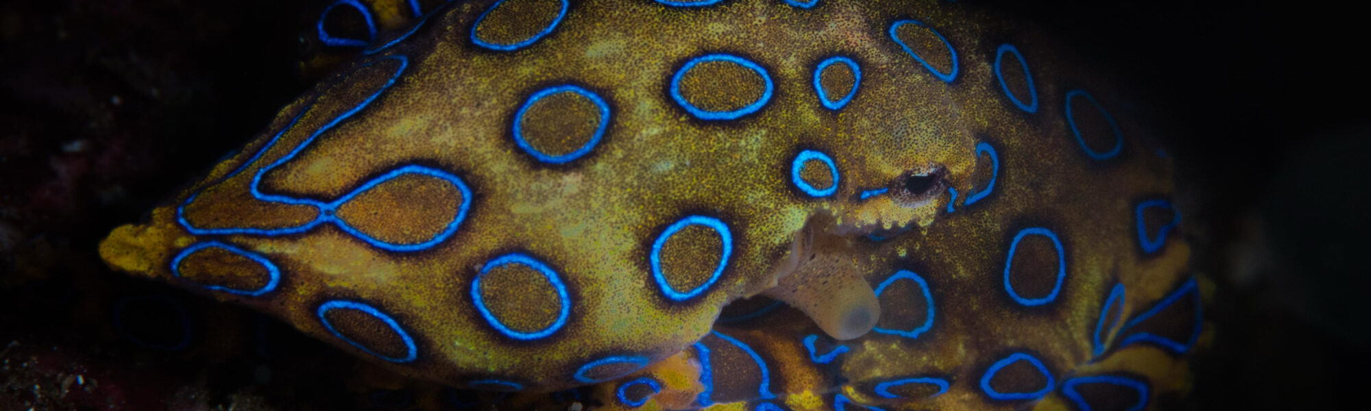 毒を注入する？ 体内に毒を持つ？ 海の生き物の「毒」