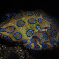 blue ringed octopus shutterstock in shadows