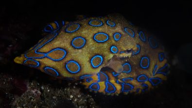blue ringed octopus shutterstock in shadows