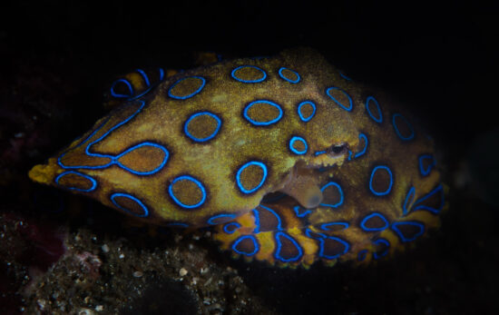 blue ringed octopus shutterstock in shadows