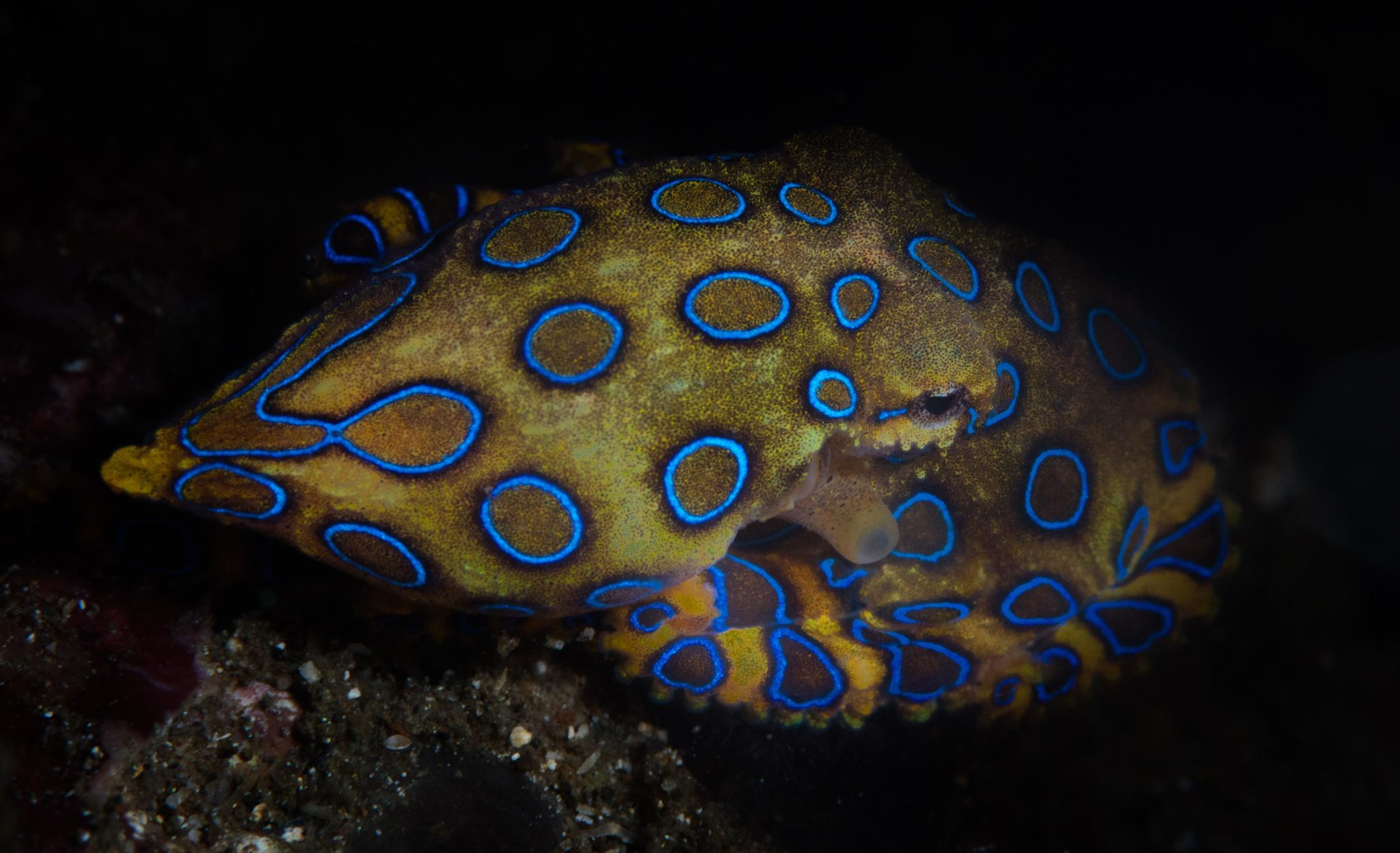 blue ringed octopus shutterstock in shadows