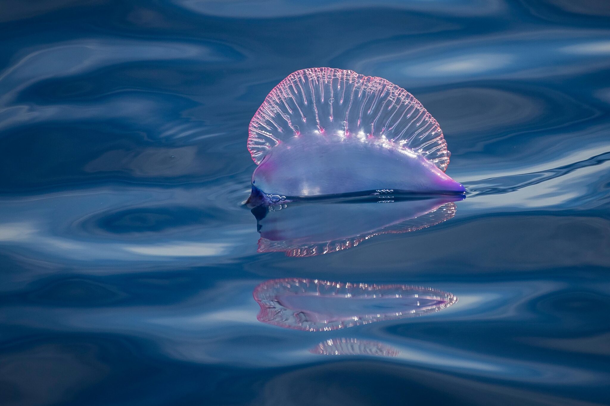 man o war shutterstock in  ocean floating