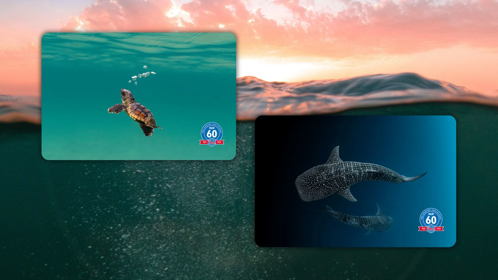 ocean wonders certification card collection