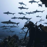 rachel moore underwater looking out at a school of sharks