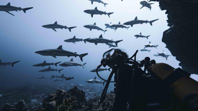 rachel moore underwater looking out at a school of sharks