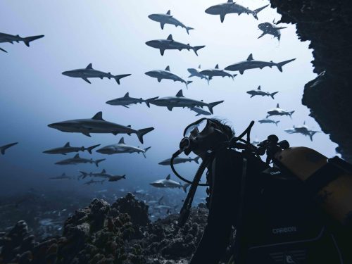 rachel moore underwater looking out at a school of sharks