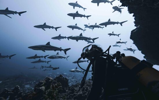 rachel moore underwater looking out at a school of sharks