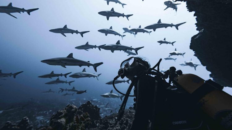 rachel moore underwater looking out at a school of sharks