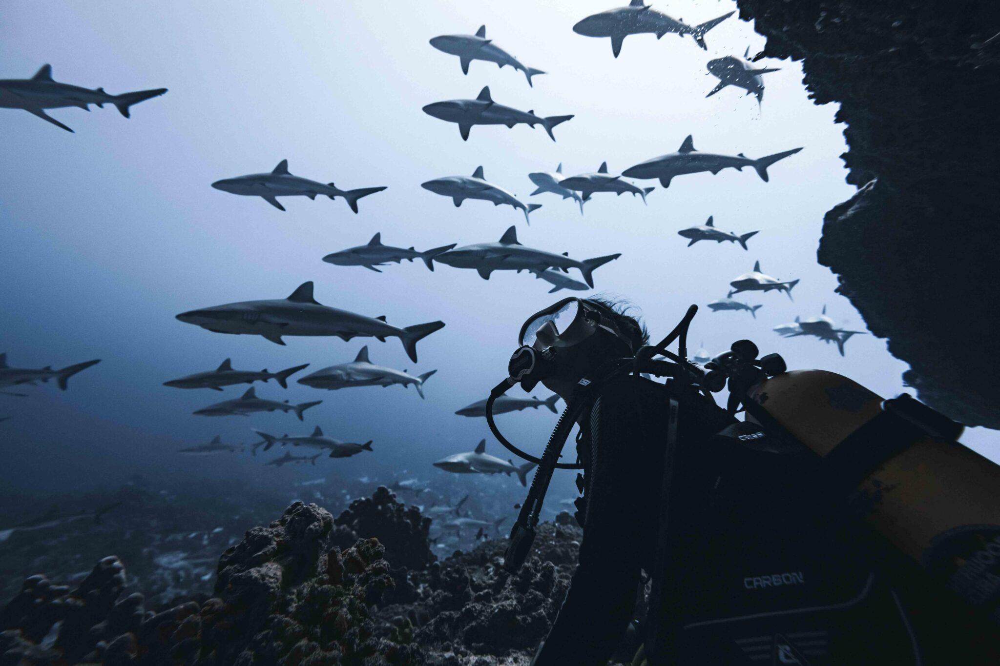 rachel moore underwater looking out at a school of sharks