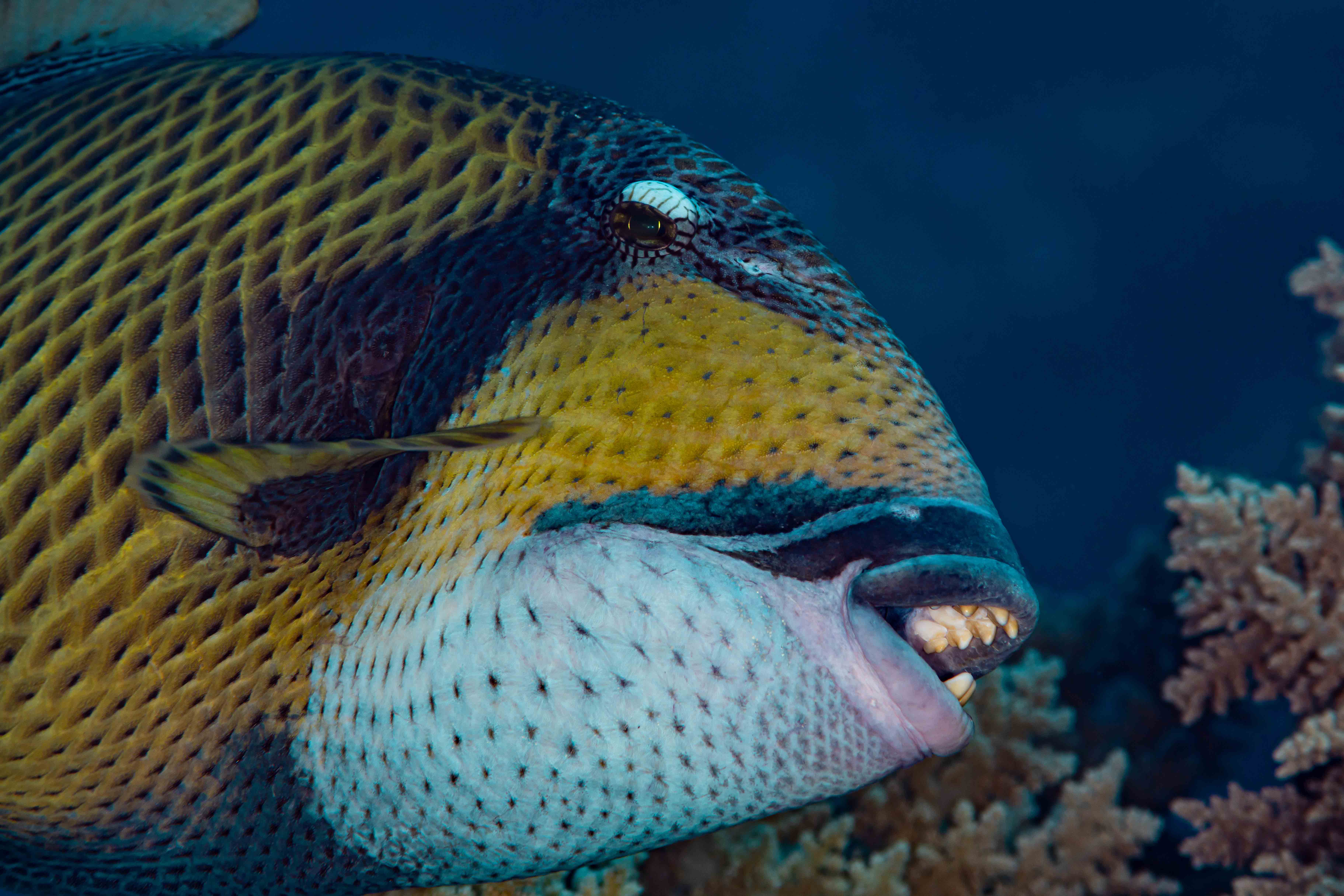 A close up side view of a titan triggerfish with mouth open