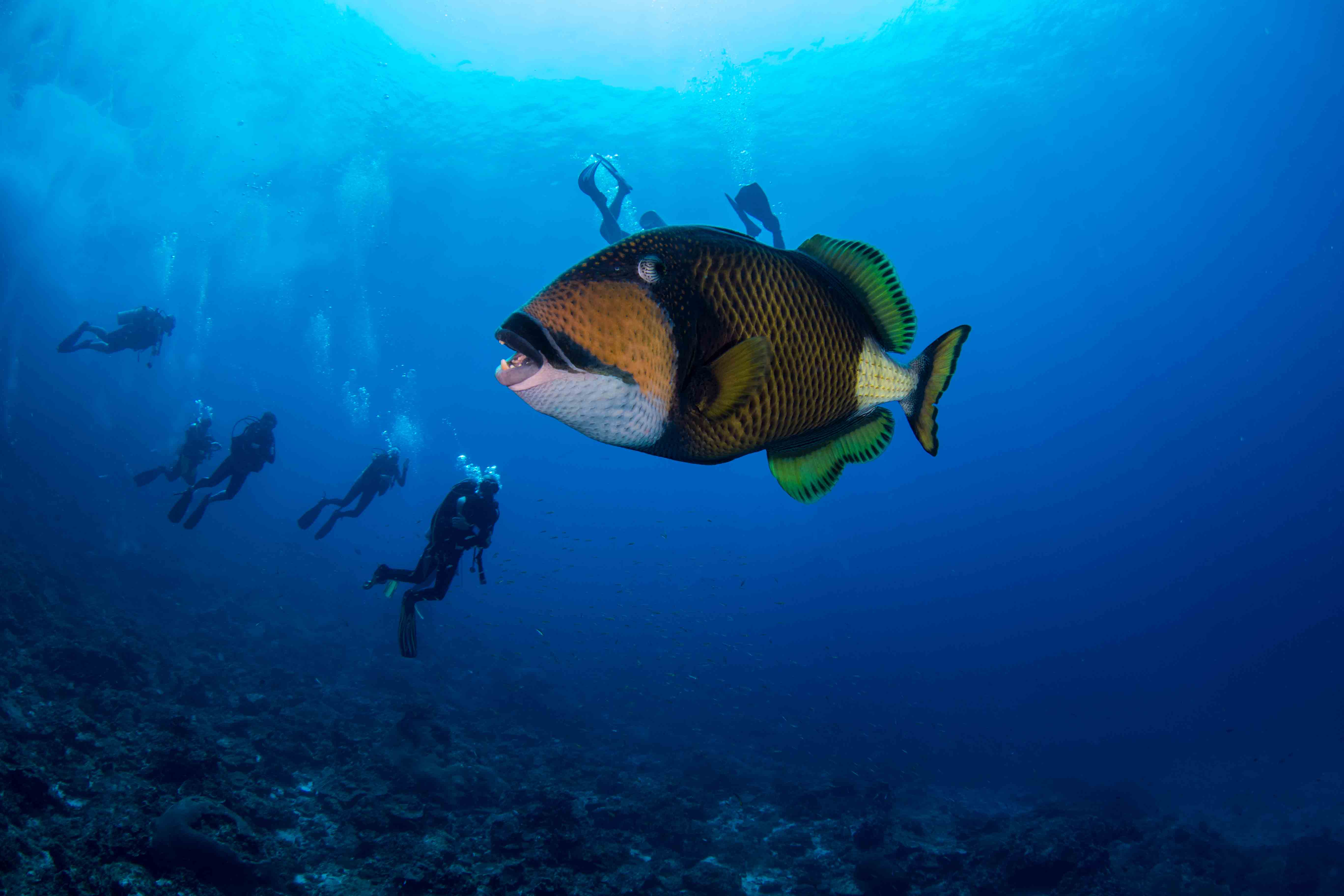 Titan triggerfish with divers in the background