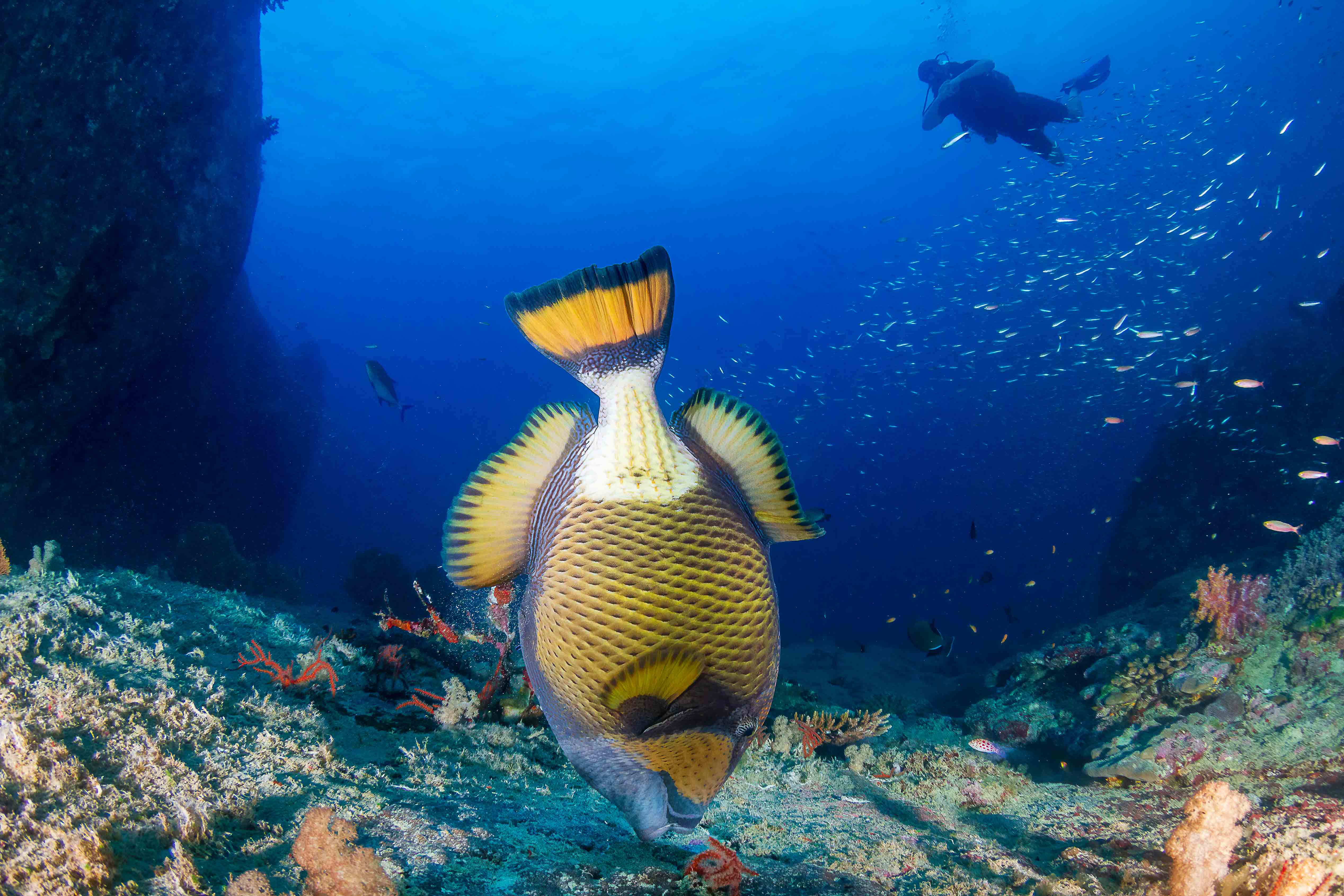Titan triggerfish feeding on hard substratum
