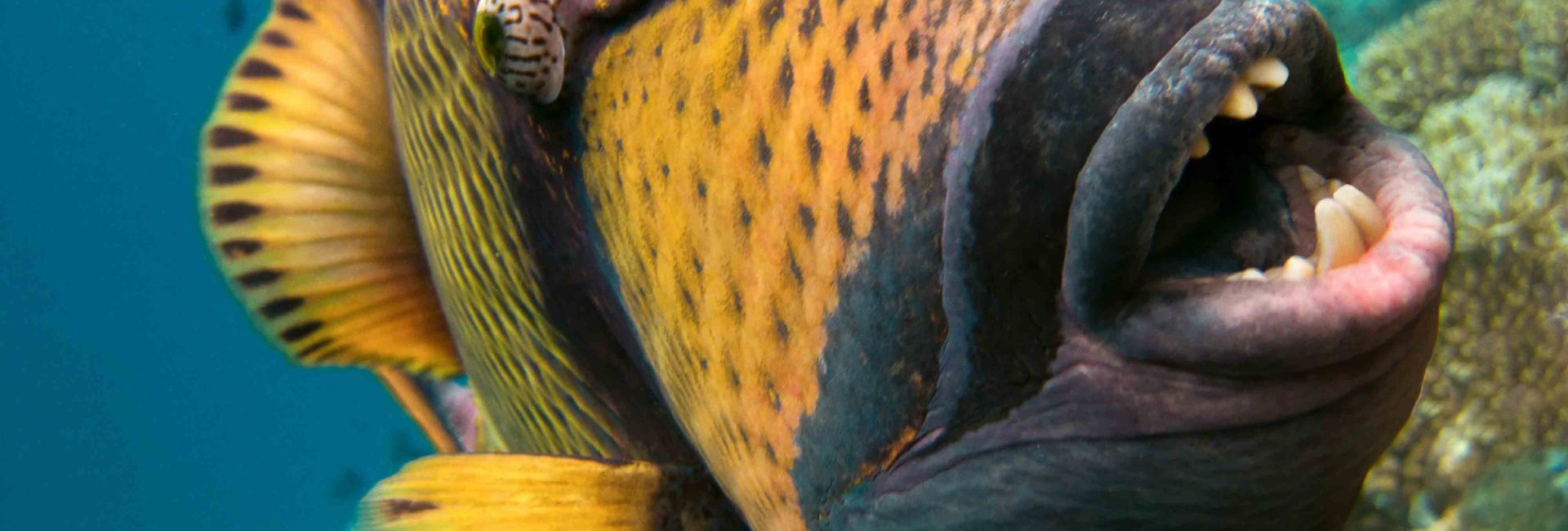 King of the Reef: Titan Triggerfish Facts You Should Know