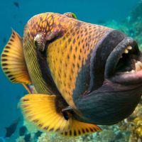 frontal view of a large titan triggerfish with an open mouth taking up most of the frame