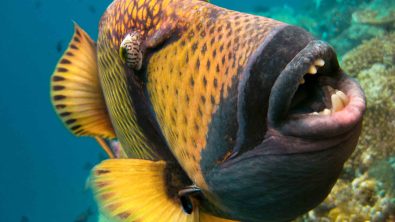 frontal view of a large titan triggerfish with an open mouth taking up most of the frame