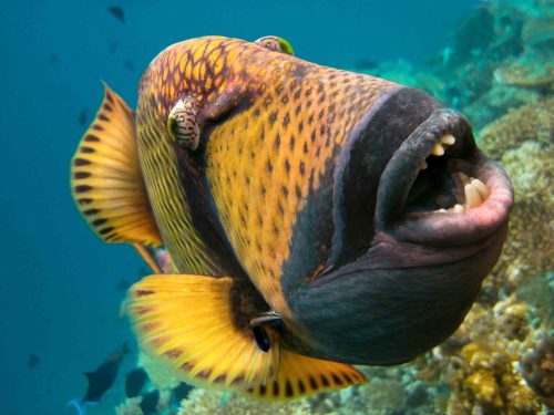 frontal view of a large titan triggerfish with an open mouth taking up most of the frame