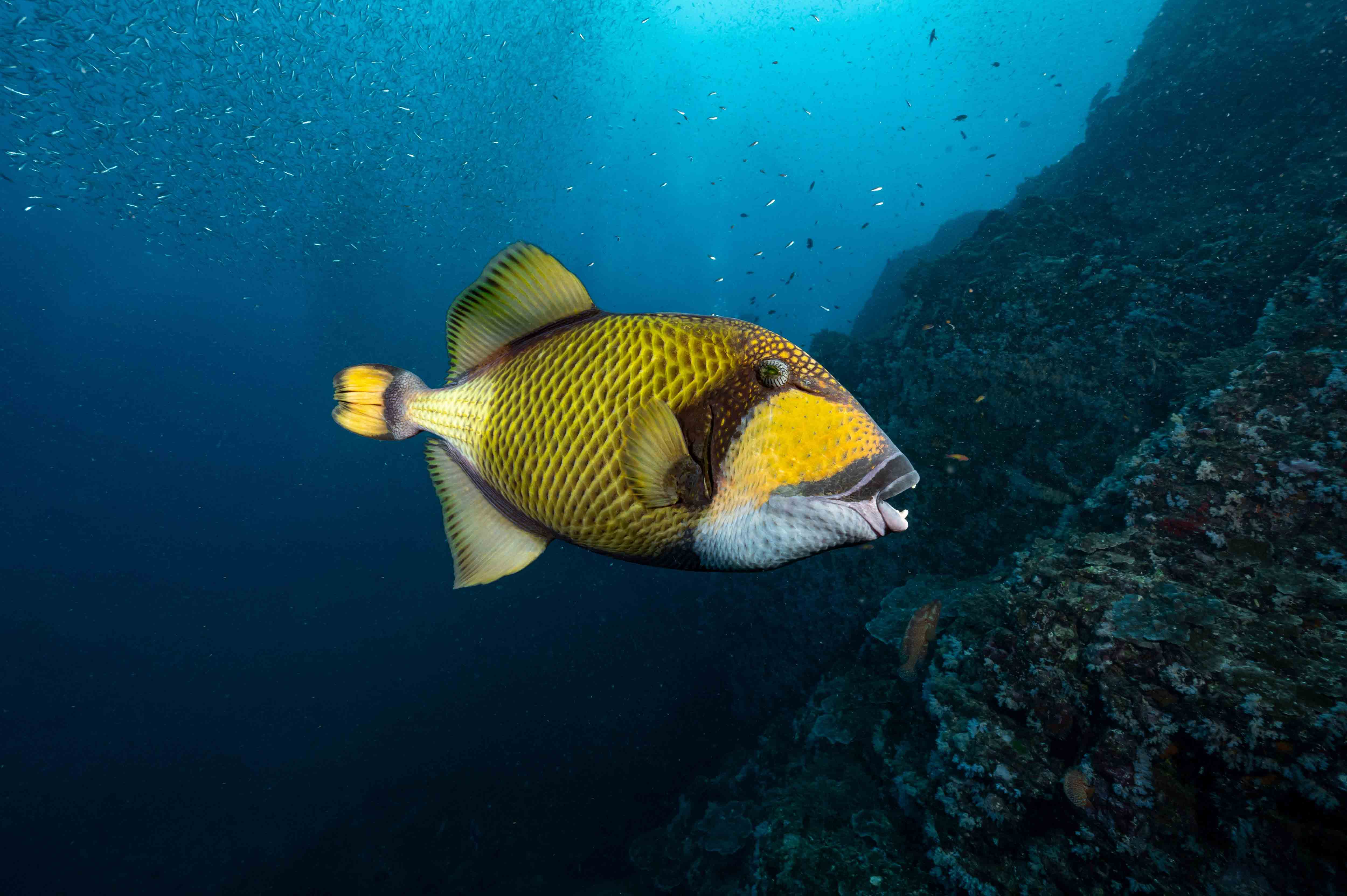 Titan Triggerfish swimming on a dark coral reef