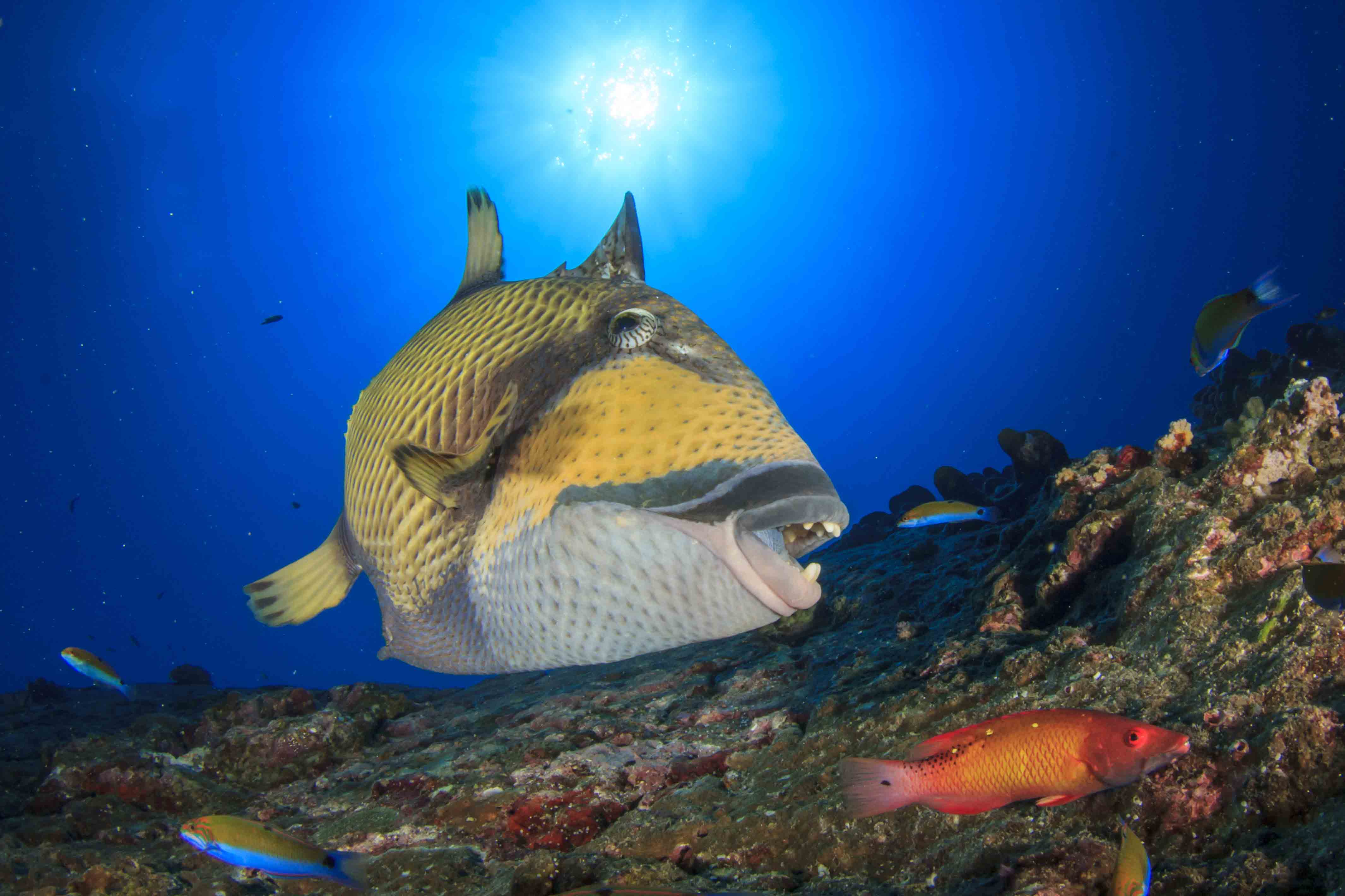Titan triggerfish with locked first dorsal spine