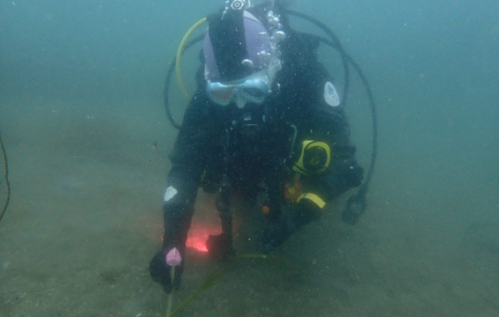 海洋保護のキャリアを目指す私が、Divemasterになった理由