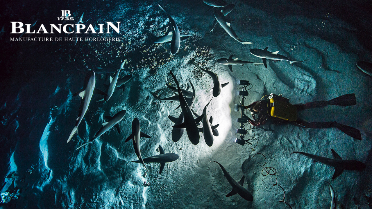 Diver taking a photo of a school of sharks on a sandy bottom with the Blancpain logo