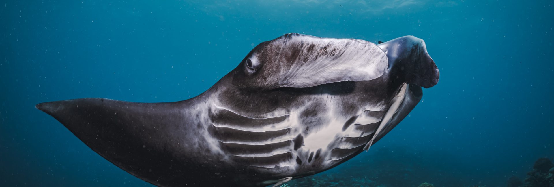 The Shark You Didn’t Notice Might Matter Most! 
